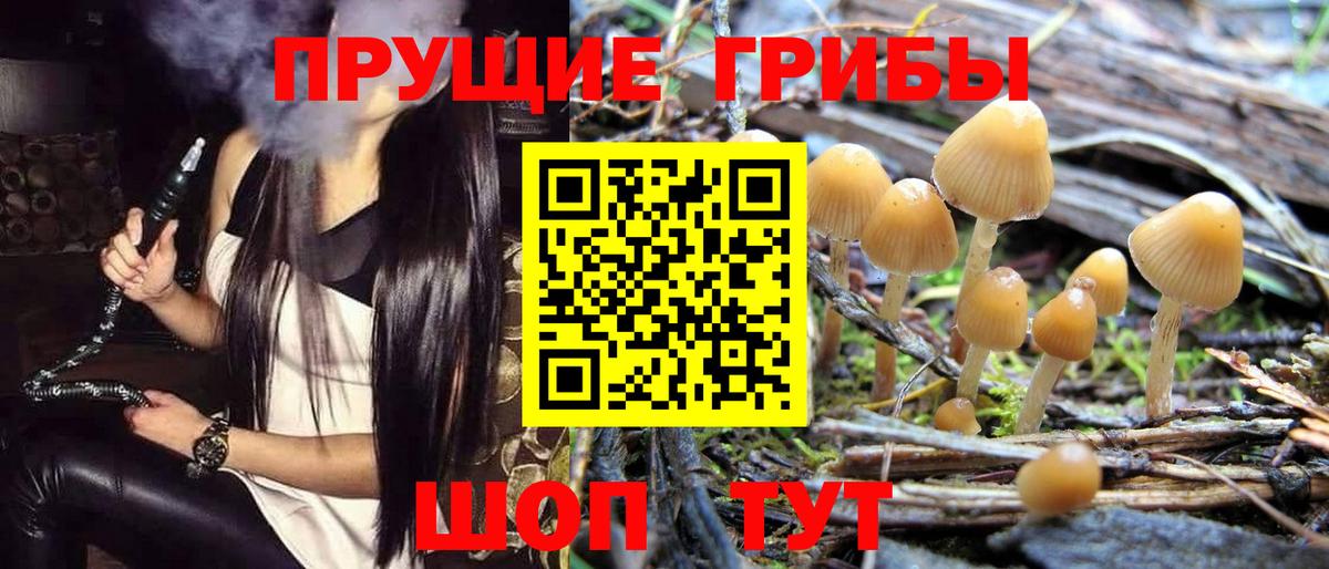 Галлюциногенные грибы Psilocybine cubensis Красноярск